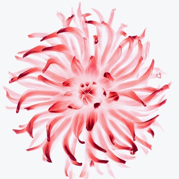 Meet your Posher, Rene - Picture 1 of 1